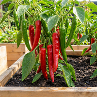 Chili Samen Sawia Fe Grande