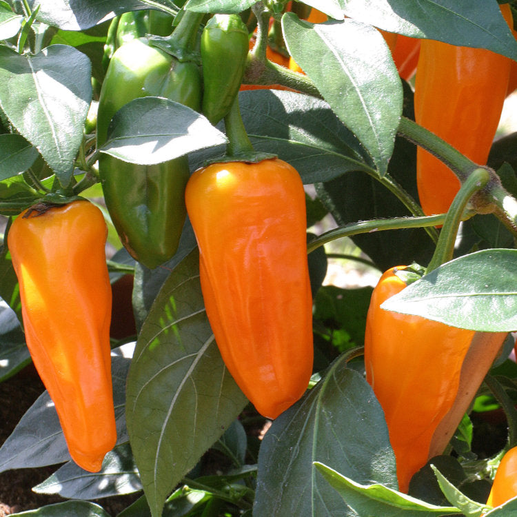 Orange Chili Gemüse Samen zum Pflanzen