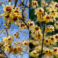 High germination chimonanthus praecox samen