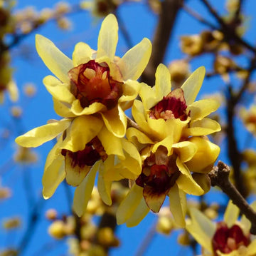 Chimonanthus praecox gelb samen for anpflanzung