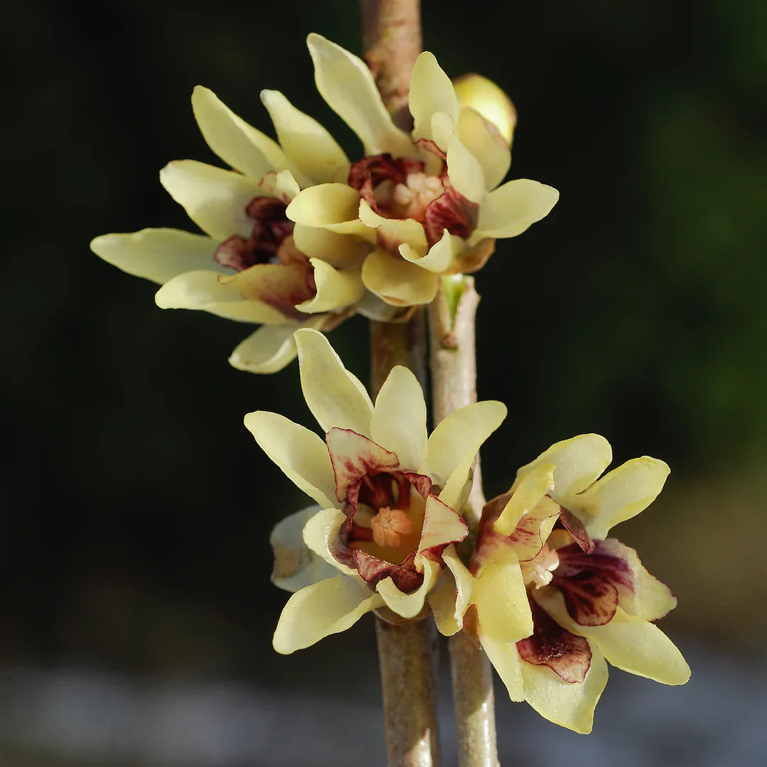 Early blooming chimonanthus wintersweet samen