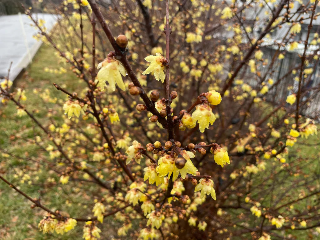Gelb chimonanthus blume samen for gardening