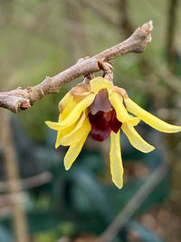 Chimonanthus Praecox Blumensamen zur Aussaat Bestäuber freundlich Traditionssorte & ohne Gentechnik Samen Hausgarten