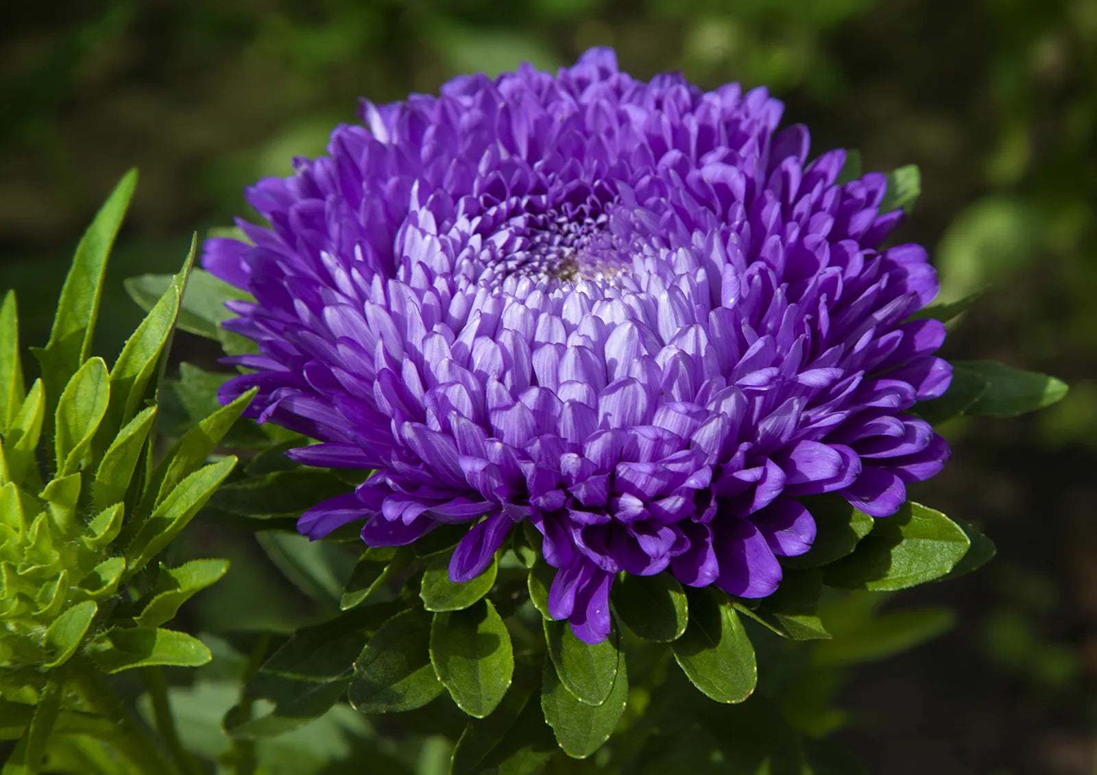 Paper Blumensamen zur Aussaat – sonnenliebend – Traditionssorte & ohne Gentechnik Samen Hausgarten