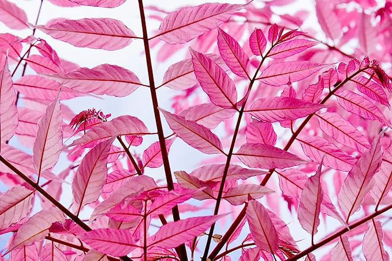 Chinese Toon Toona Sinensis Gemüsesamen