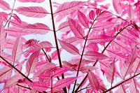 Chinese Toon Toona Sinensis Gemüsesamen