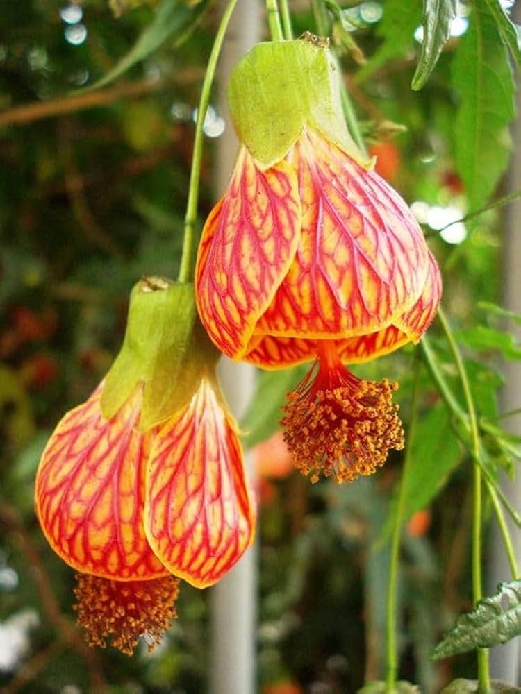 Chinese lantern flowering pflanze samen
