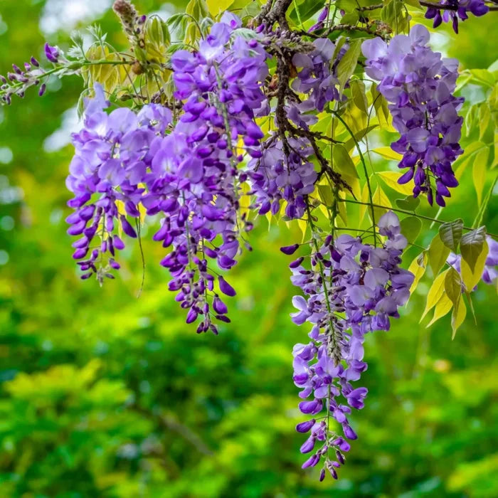 Rosa Blau Blauregen Blumensamen zur Aussaat leuchtend Traditionssorte & ohne Gentechnik Samen Hausgarten