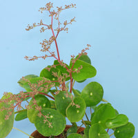 Pilea Blumensamen (mehrfarbige) einzigartig für Innenräume Pflanzen