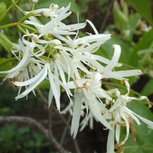 Weiß Chionanthus Blumensamen zur Aussaat – pflegeleicht – Traditionssorte & ohne Gentechnik Samen Hausgarten