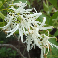 Weiß Chionanthus Blumensamen zur Aussaat – pflegeleicht – Traditionssorte & ohne Gentechnik Samen Hausgarten