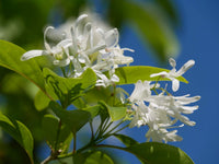Fringe Blumensamen zur Aussaat lang Blüte Saison Traditionssorte & ohne Gentechnik Samen Hausgarten
