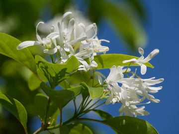 Fringe Blumensamen zur Aussaat lang Blüte Saison Traditionssorte & ohne Gentechnik Samen Hausgarten