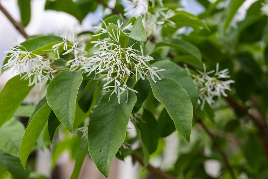Fringe Blumensamen zur Aussaat lang Blüte Saison Traditionssorte & ohne Gentechnik Samen Hausgarten