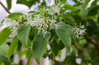 Fringe Blumensamen zur Aussaat lang Blüte Saison Traditionssorte & ohne Gentechnik Samen Hausgarten