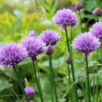 Chives samen for anpflanzung
