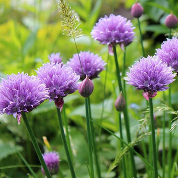 Chives samen for anpflanzung
