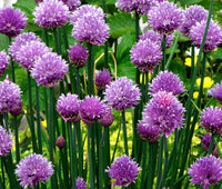 Schoenoprasum Blumensamen zur Aussaat Schnitt Blume beliebt Traditionssorte & ohne Gentechnik Samen Hausgarten