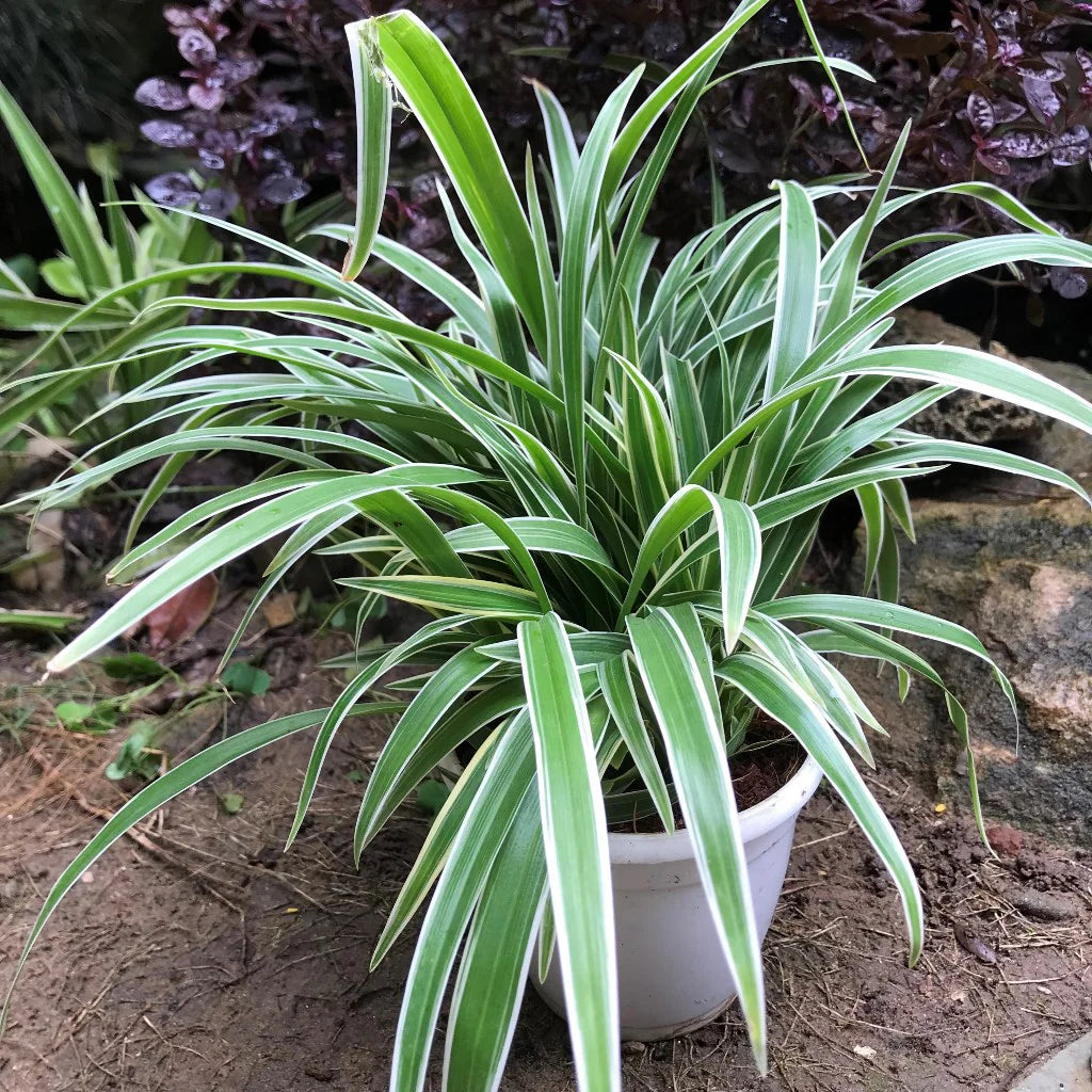 Chlorophytum Blumensamen zur Aussaat saisonal Dauerblüher Traditionssorte & ohne Gentechnik Samen Hausgarten