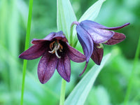 Chocolate lily blume samen for anpflanzung