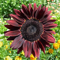 Sonnenblume Blumensamen zur Aussaat – duftend Blüten – Traditionssorte & ohne Gentechnik Samen Hausgarten
