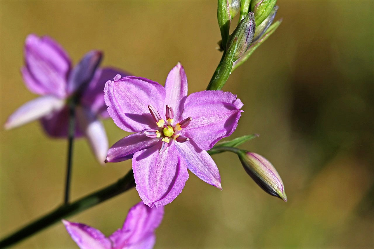 Chocolate lily flowering samen for gardens