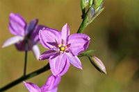 Chocolate lily flowering samen for gardens