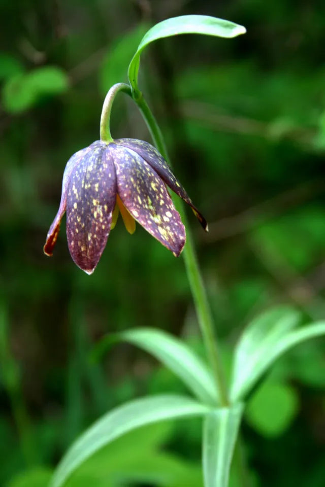 Non gmo chocolate lily samen