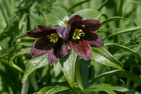 Ornamental chocolate lily samen for landscapes