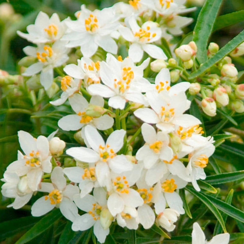 Aztec Pearl Blumensamen zur Aussaat Bestäuber freundlich Traditionssorte & ohne Gentechnik Samen Hausgarten