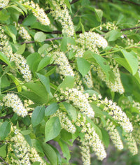 Verbena (verbena chokecherry) samen for anpflanzung in home garten