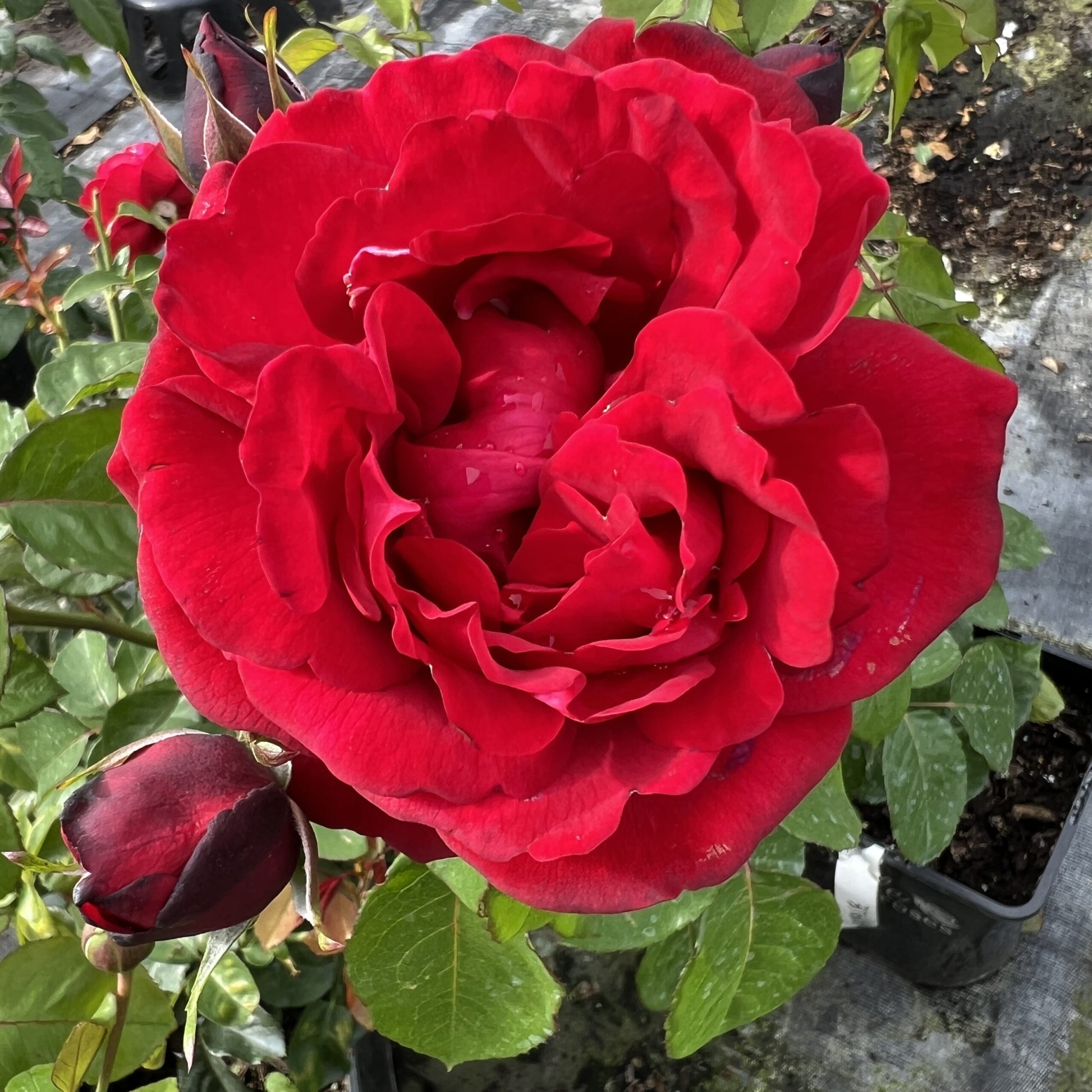Kastanienrot Creme Rose Blumensamen zur Aussaat – Garten beliebt – Traditionssorte & ohne Gentechnik Samen Hausgarten