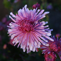 Rosa Chrysantheme Blumensamen zur Aussaat Schnitt Blume beliebt Traditionssorte & ohne Gentechnik Samen Hausgarten