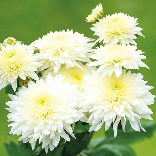 Gelb Weiß Chrysantheme Blumensamen zur Aussaat – robust Sorte – Traditionssorte & ohne Gentechnik Samen Hausgarten