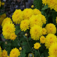 Non-gmo chrysanthemum samen for gardening
