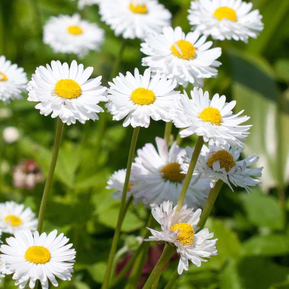Gelb Weiß Chrysantheme Blumensamen zur Aussaat – Drought verträglich – Traditionssorte & ohne Gentechnik Samen Hausgarten