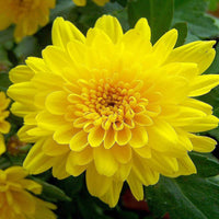 Chrysanthemum samen for anpflanzung

