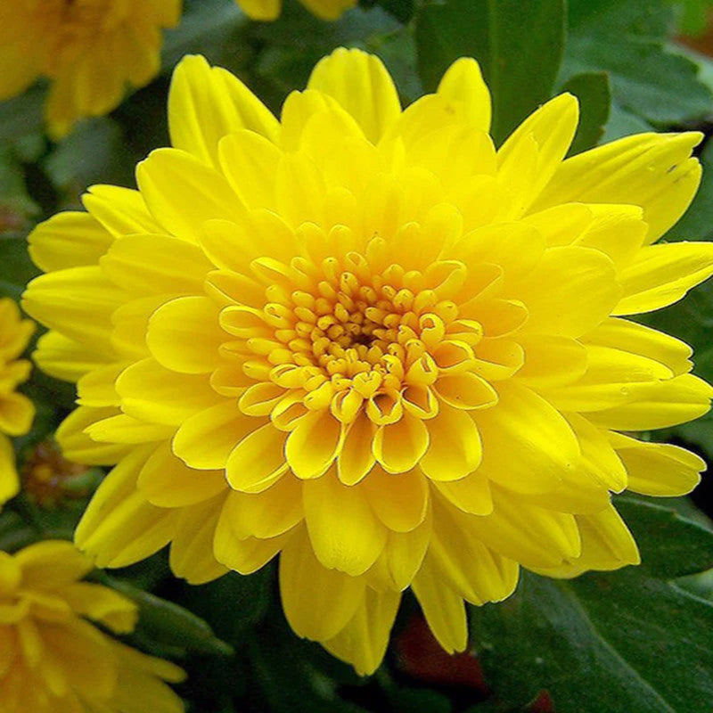 Chrysanthemum samen for anpflanzung
