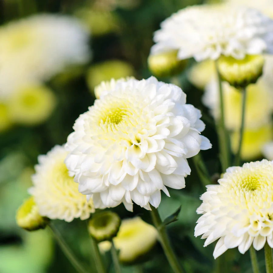 Weiß Chrysantheme Blumensamen zur Aussaat – sonnenliebend – Traditionssorte & ohne Gentechnik Samen Hausgarten