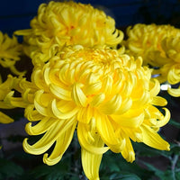 Gelb Chrysantheme Blumensamen zur Aussaat Drought verträglich Traditionssorte & ohne Gentechnik Samen Hausgarten