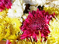 Chrysantheme Blumensamen zur Aussaat Halbschatten verträglich Traditionssorte & ohne Gentechnik Samen Hausgarten