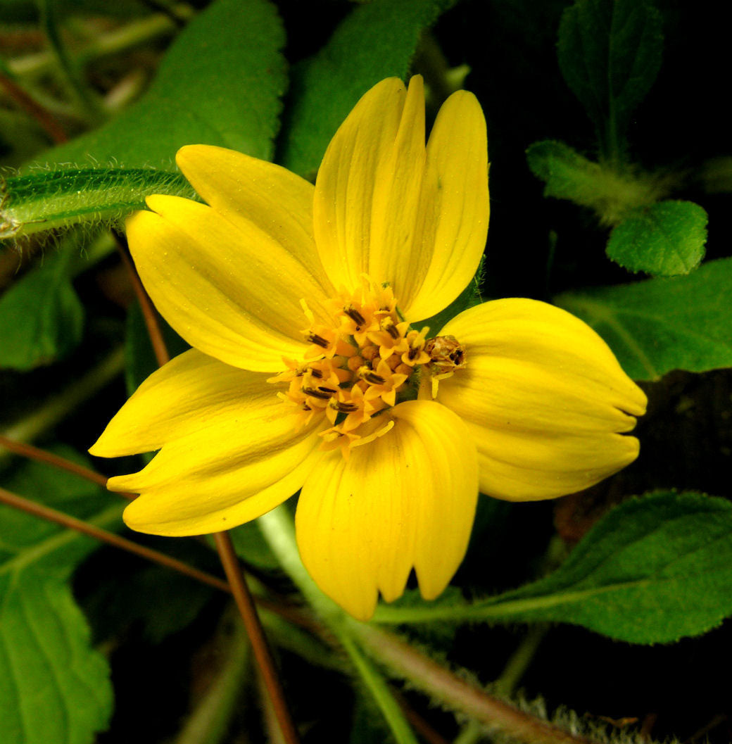Chrysogonum groundcover pflanze