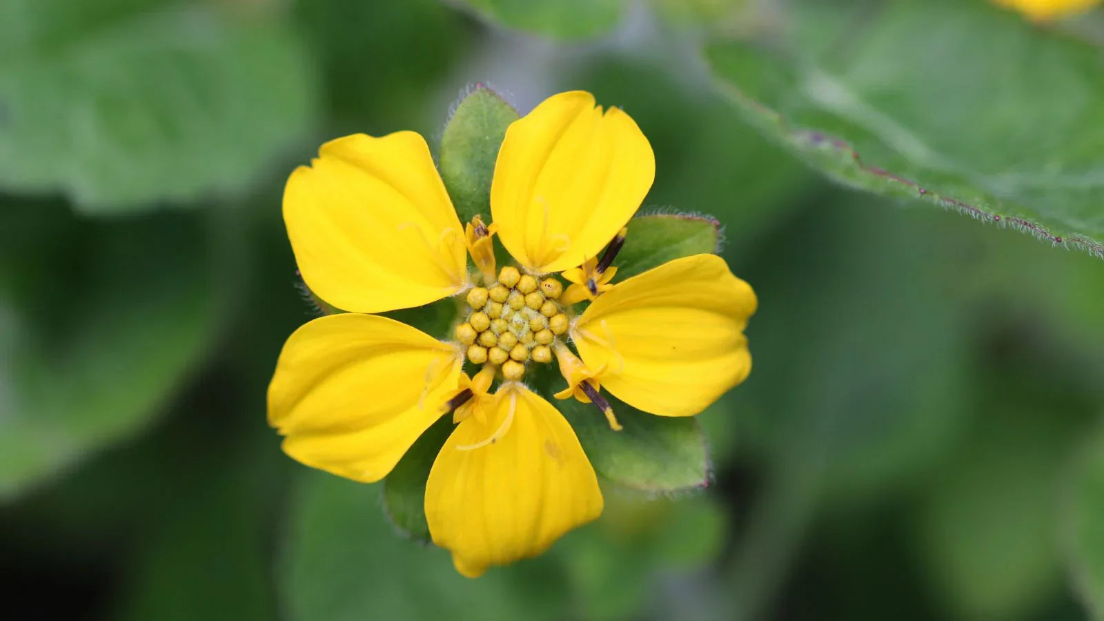 Non-gmo chrysogonum blume samen