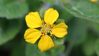 Non-gmo chrysogonum blume samen