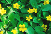 Chrysogonum in home garten anpflanzung
