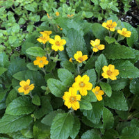 Chrysogonum blume samen for anpflanzung