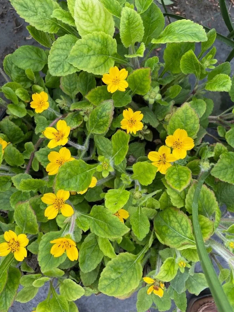 Gelb chrysogonum blumen in bloom