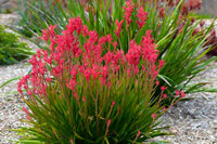 Anigozanthos Blumensamen zur Aussaat pflegeleicht Traditionssorte & ohne Gentechnik Samen Hausgarten