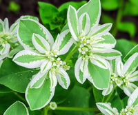 Euphorbia Early Snow Weiß Blumensamen zur Aussaat Drought verträglich Traditionssorte & ohne Gentechnik Samen Hausgarten