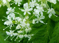 Cicely myrrhis odorata samen for anpflanzung